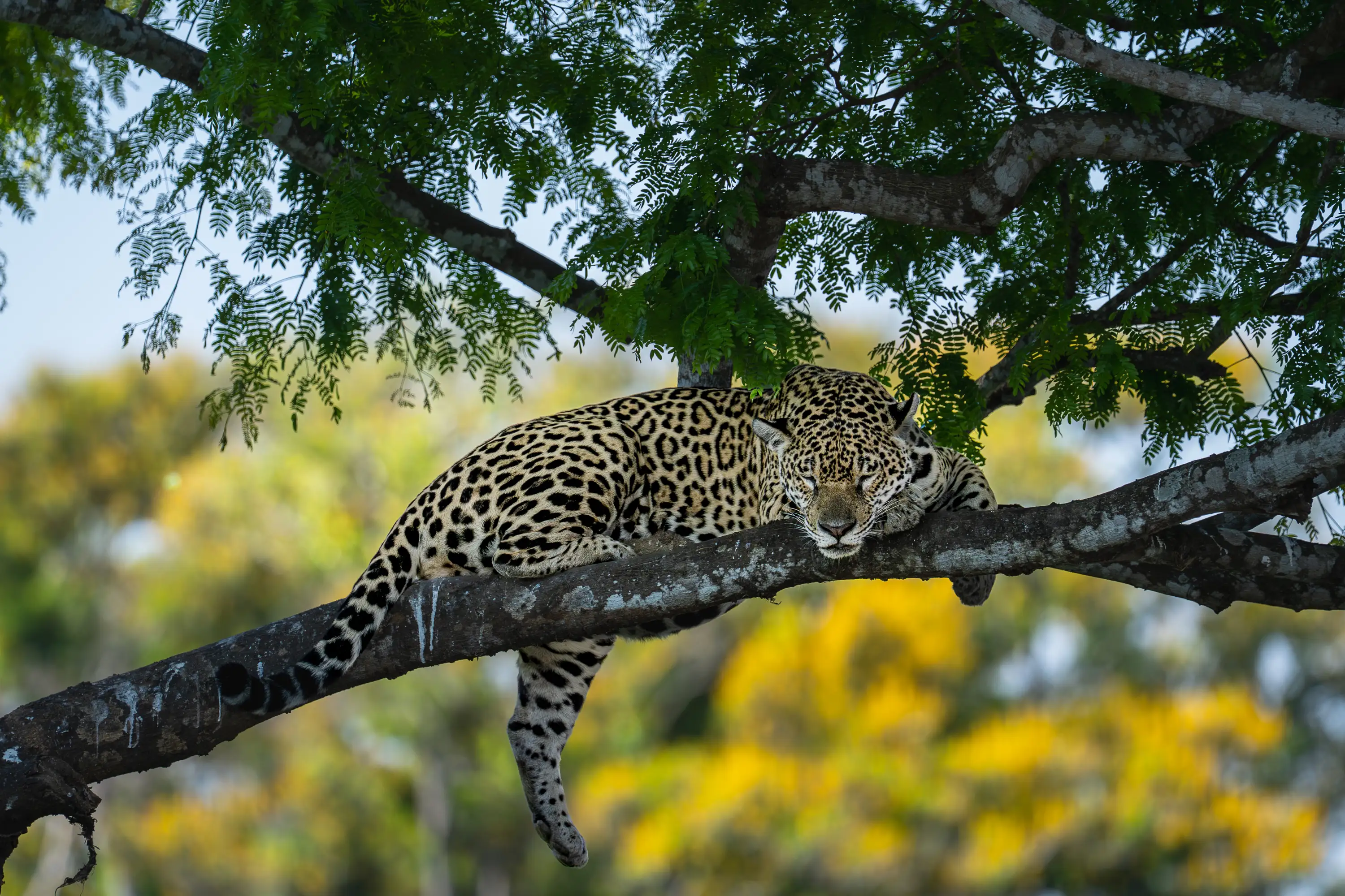 Pantanal Jaguar Expedition gallery image 18